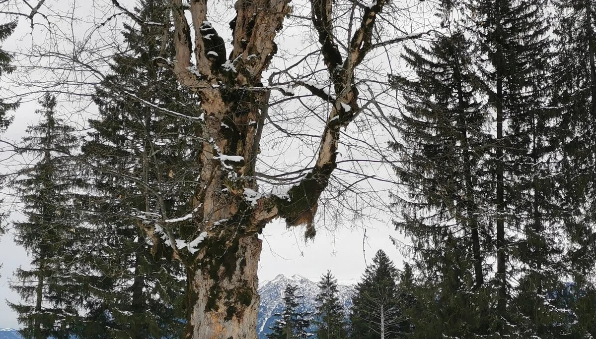 © DAV Peißenberg