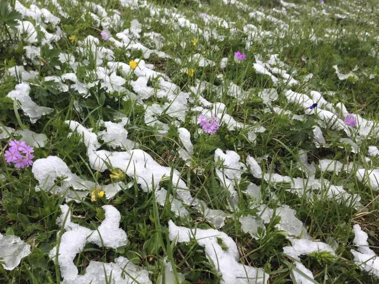 Mehlprimeln - die ersten Frühjahrsboten | © DAV / Nadine Ormo